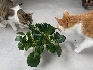 こまつな.jpg